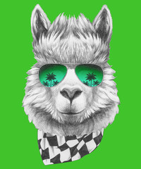 Portrait of Lama with sunglasses and scarf,  hand-drawn illustration