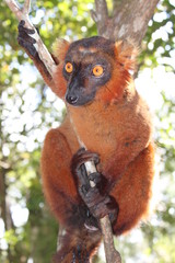 Portrait eines Mohrenmaki in Madagaskar