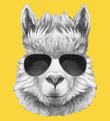 Portrait of Lama with sunglasses, hand-drawn illustration.