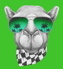 Portrait of Camel with sunglasses and scarf,  hand-drawn illustration