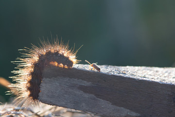 a caterpillar and a beetle in the backlight of the sunset 