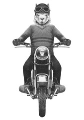 Lama rides motorcycle,  hand-drawn illustration