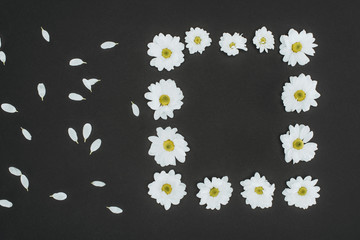 top view of frame of daisies with copy space over black background