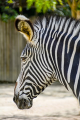 Fototapeta na wymiar Zebra at Lisbon Zoo