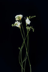 beautiful freesia flowers with stems isolated on black