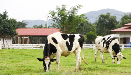 Black and white Holstein cows grazing
