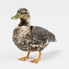 Realistic 3D Render of Duck