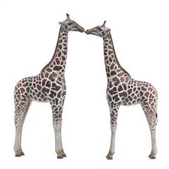 Realistic 3D Render of Giraffe (Rothschild)