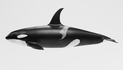 Obraz premium Realistic 3D Render of Killer Whale