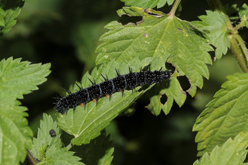 Raupe des Schmetterlings Tagpfauenauge, Inachis IO