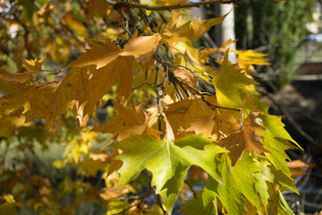 Detalle hojas secas