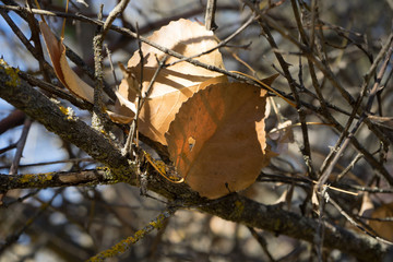 Hojas secas, otoño