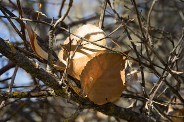 Hojas secas, otoño