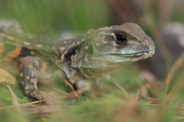 Butterfly lizards, Small-scaled lizards, Ground lizards, Butterfly agamas