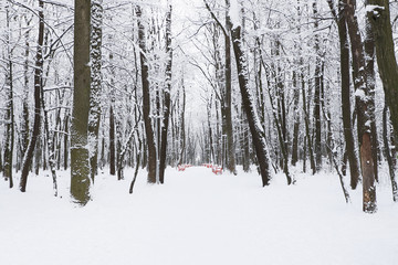 Fototapeta premium Snawfall in the forest.