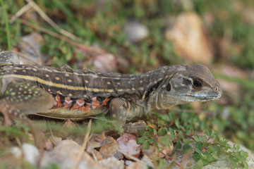 Butterfly lizards, Small-scaled lizards, Ground lizards, Butterfly agamas