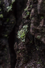 moss on bark macro