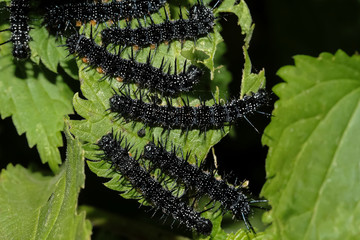 Raupen des Schmetterling Tagpfauenauge, Inachis IO