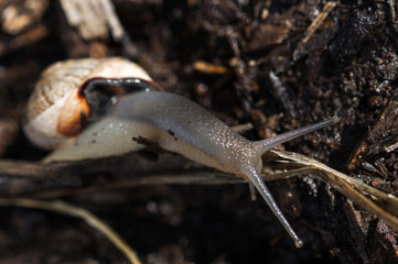 snail macro move dirt