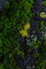 moss on bark detail
