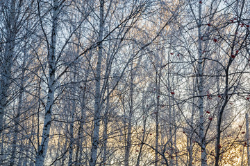 Fototapeta na wymiar trees covered with snow on sky background