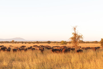 Landscape in savanna. A large herd of buffaloes. Serengeti. Tanzania