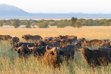 A large herd of African buffaloes in the Serengeti. Tanzania