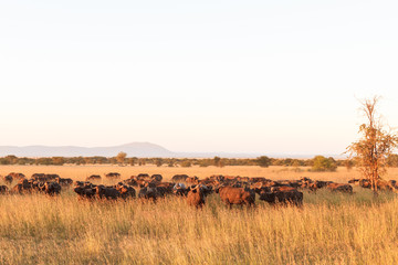 Naklejka na ściany i meble Landscape in savanna. A large herd of African buffaloes in the Serengeti. Tanzania