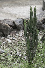cactus garden 