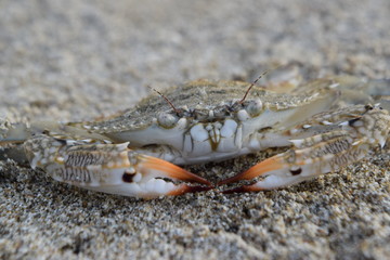 wild crab texture