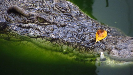 Close-Up of Alligator in Water