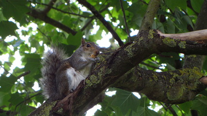 Gray Squirrel Eating in Tree