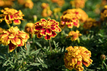 Naklejka na ściany i meble French marigolds are blooming. Colorful and beautiful And when natural sunlight. The cool, refreshing