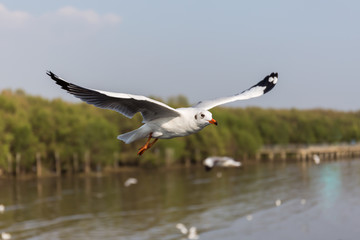 Fototapeta na wymiar Seagulls fly in fresh blue days in the tropics.