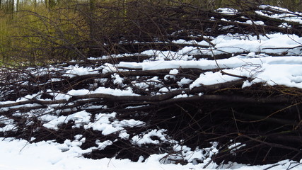 Snow Covered Pile of Branches in Forest During Winter