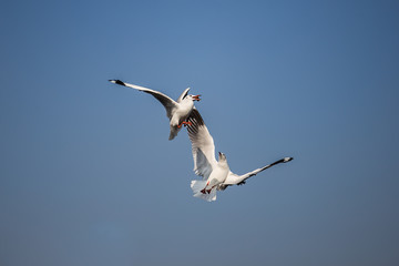 Seagulls are eating food.