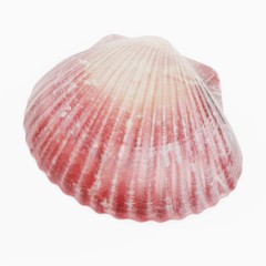 Realistic 3D Render of Clam