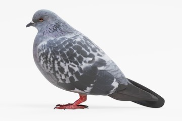Realistic 3D Render of Pigeon