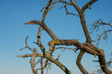 Fototapeta na wymiar Leafless Aged Trees Against a Clear Blue Sky