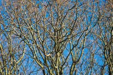 Leafless Aged Trees Against a Clear Blue Sky