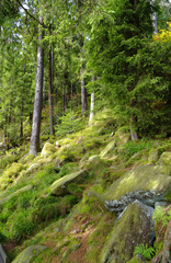 Fototapeta premium Wald mit Stein und Laub mit Moos bedeckt Schwarzwald in Deutschland im Herbst
