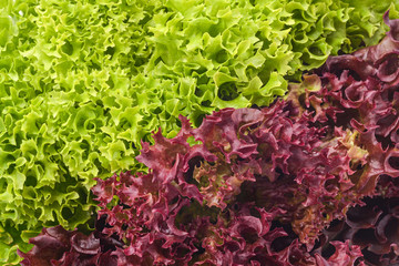 green and red salad mix