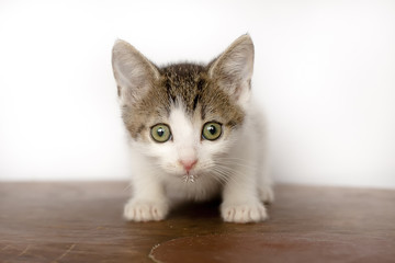 frightened kitten. Sits on the floor. looks into the camera. Color mottled.