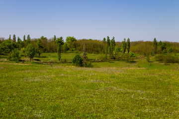 Fototapeta premium Spring landscape with green meadow and trees