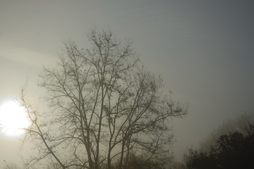 tree in the fog