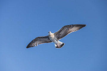 seagull bird flying view from below