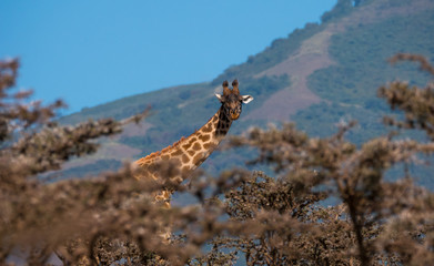 Giraffe in the Serengeti