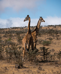 Giraffe in the Serengeti