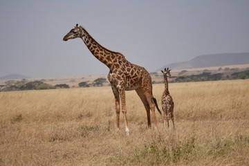 Giraffe in the Serengeti