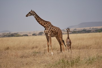 Obraz na płótnie Canvas Giraffe in the Serengeti